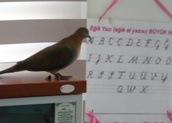 Kumrunun yuva yaptığı yer öğrencileri şaşırttı